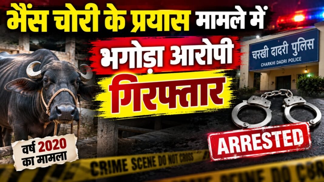 Charkhi Dadri News – चरखी दादरी पुलिस का बड़ा एक्शन! भैंस चोरी के प्रयास मामले में 6 साल से फरार उद्घोषित अपराधी गिरफ्तार Charkhi Dadri