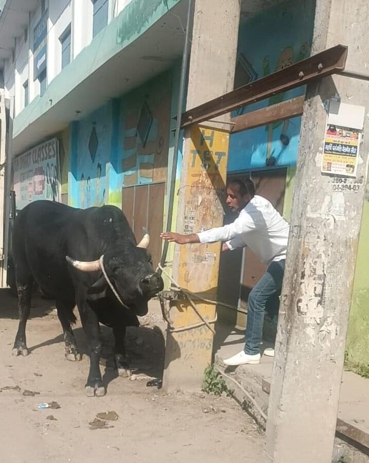 Charkhi Dadri News आवारा सांडों व अन्य पशुओं की वजह से कोई न कोई हादसा या दुर्घटना होना आम बात हो चली है।